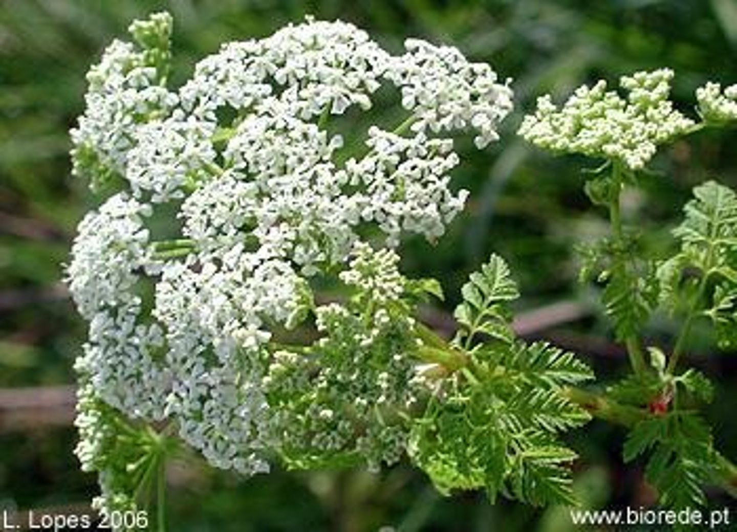<p>[De Historia Plantarum Notorious poisonous plants included: ]</p><p>Also known as poison hemlock</p>