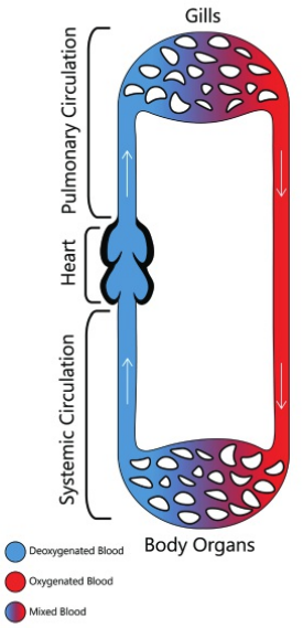 <p>Two-chambered heart — one chamber receives blood and another chamber pumps it out</p><p>Pumped out blood goes to the gills for oxygen and carbon dioxide exchange</p><p>Reoxygenated blood is collected from gill capillaries and sent to capillary beds of body tissues</p><p>Deoxygenated blood is returned to the heart to be pumped again</p>