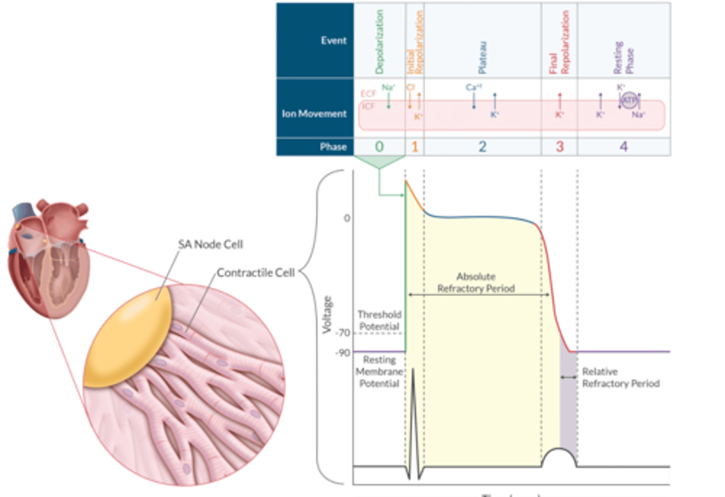 <p>Phase 0= Depolarization: Na+ IN</p><p>Phase 1= Initial Repolarization: Cl- IN and K+ OUT</p><p>Phase 2= Plateua: Ca+ IN and K+ OUT</p><p>Phase 3= Repolarization: K+ OUT</p><p>Phase 4= Maintenance of TMP: K+ OUT and Na/K-ATPase function</p>