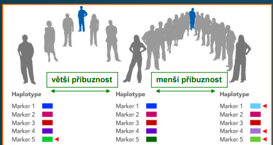 <p>• sestava mutací </p><p>• podobnější haplotypy sdílejí příbuznější jedinci</p>