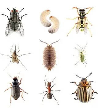 <p>pest /pɛst/&nbsp;</p>