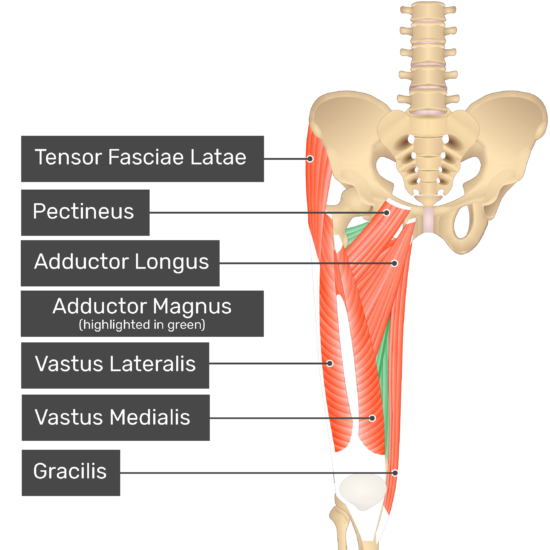 Adducts thigh 