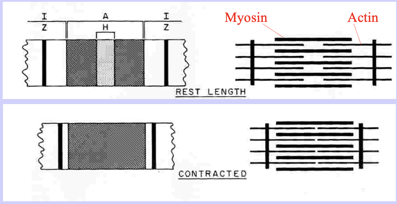 Z bands come together
A band doesn’t change
H band disappears
I band becomes shorter 
