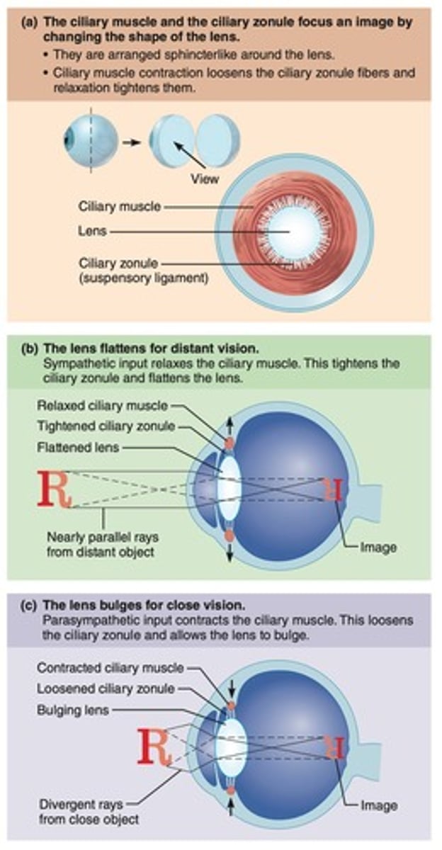 <p>Control the shape of the lens and produce aqueous humor.</p>