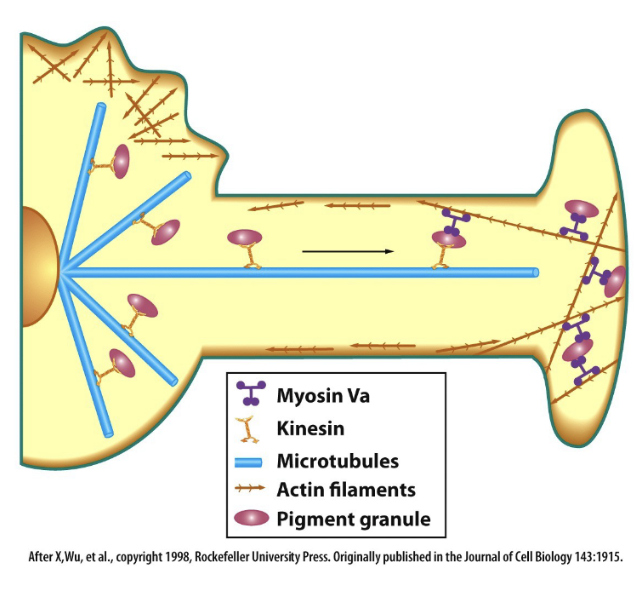 <p>Myosin Va; microtubules —&gt; microfilaments</p>