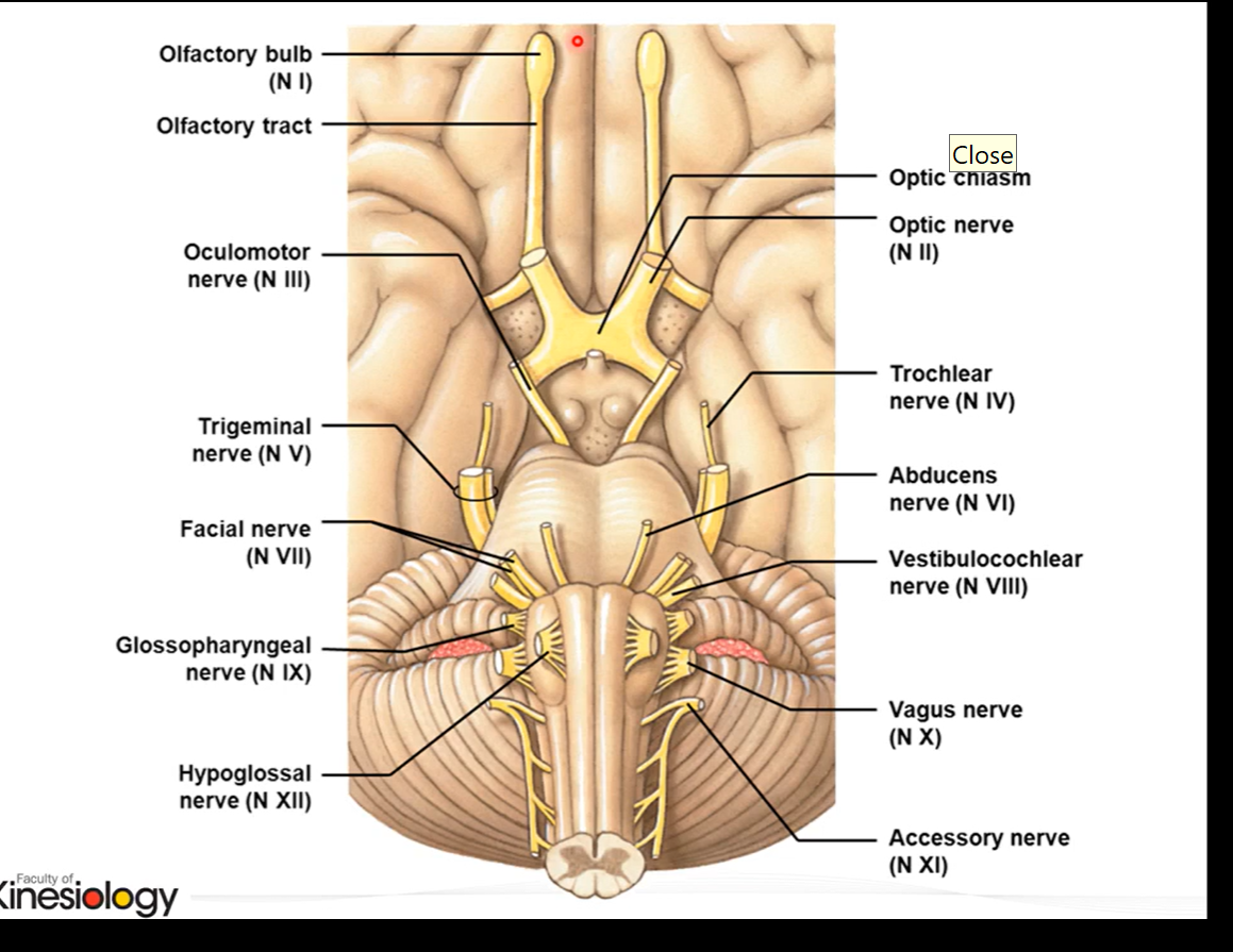 <p>12 pairs of cranial nerves</p>