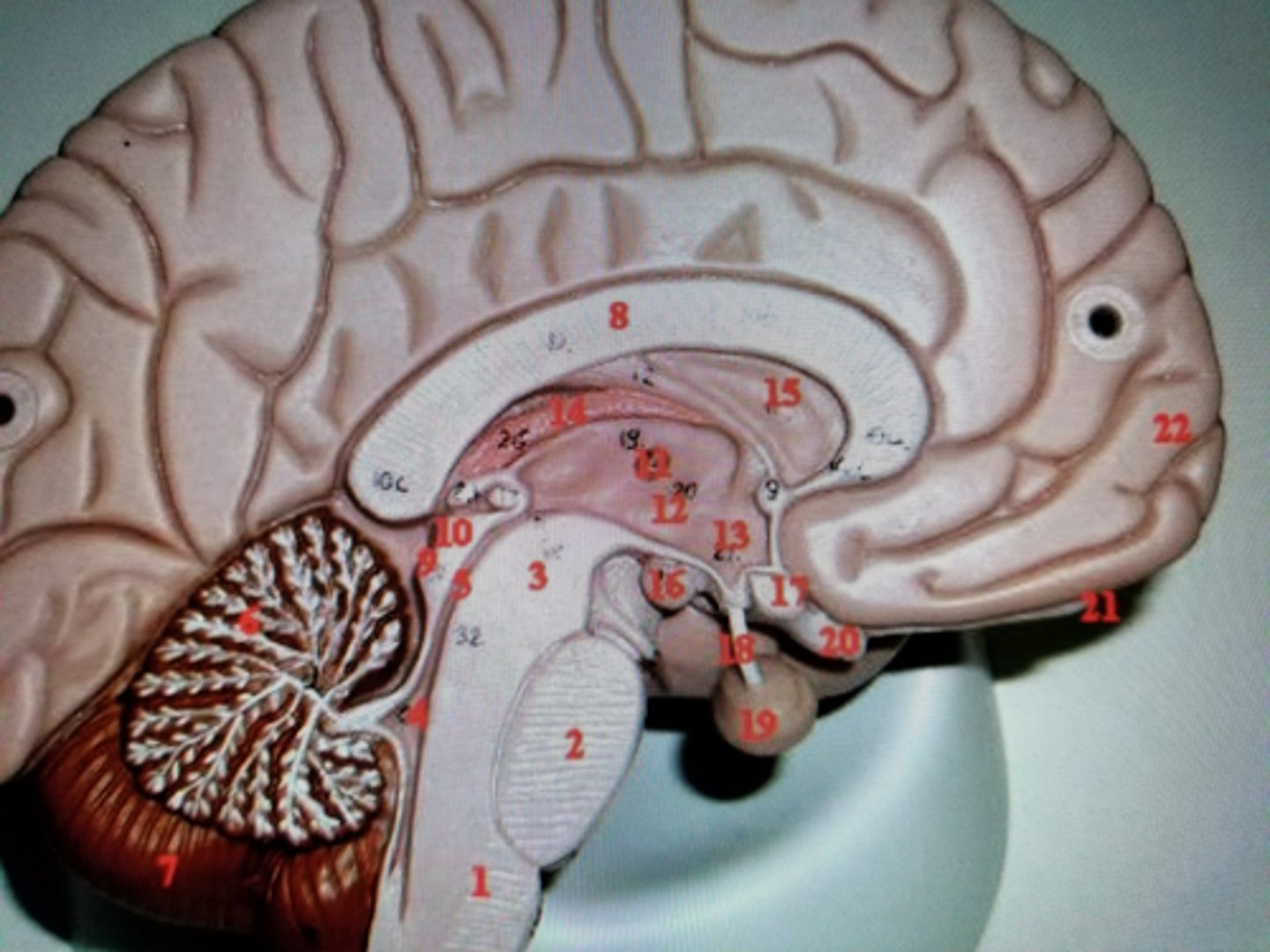 <p>limbic system component; regulates homeostatic processes such as body temp, BP, and interface between endocrine and nervous system that regulates sexual motivation and behavior</p>