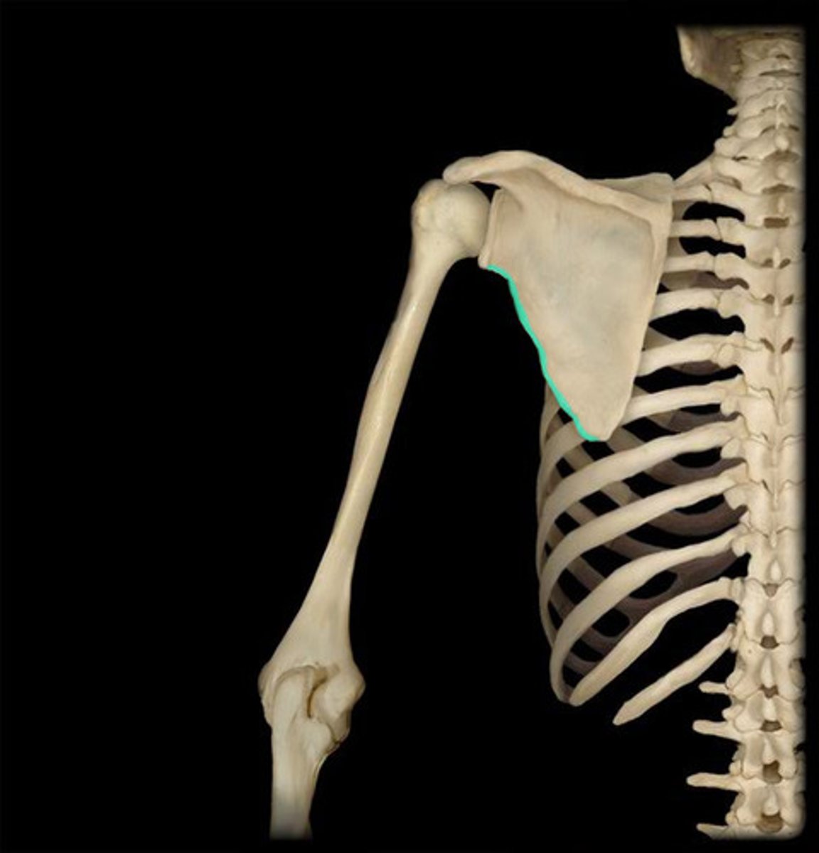 <p>Edge of scapula facing the arm.</p>
