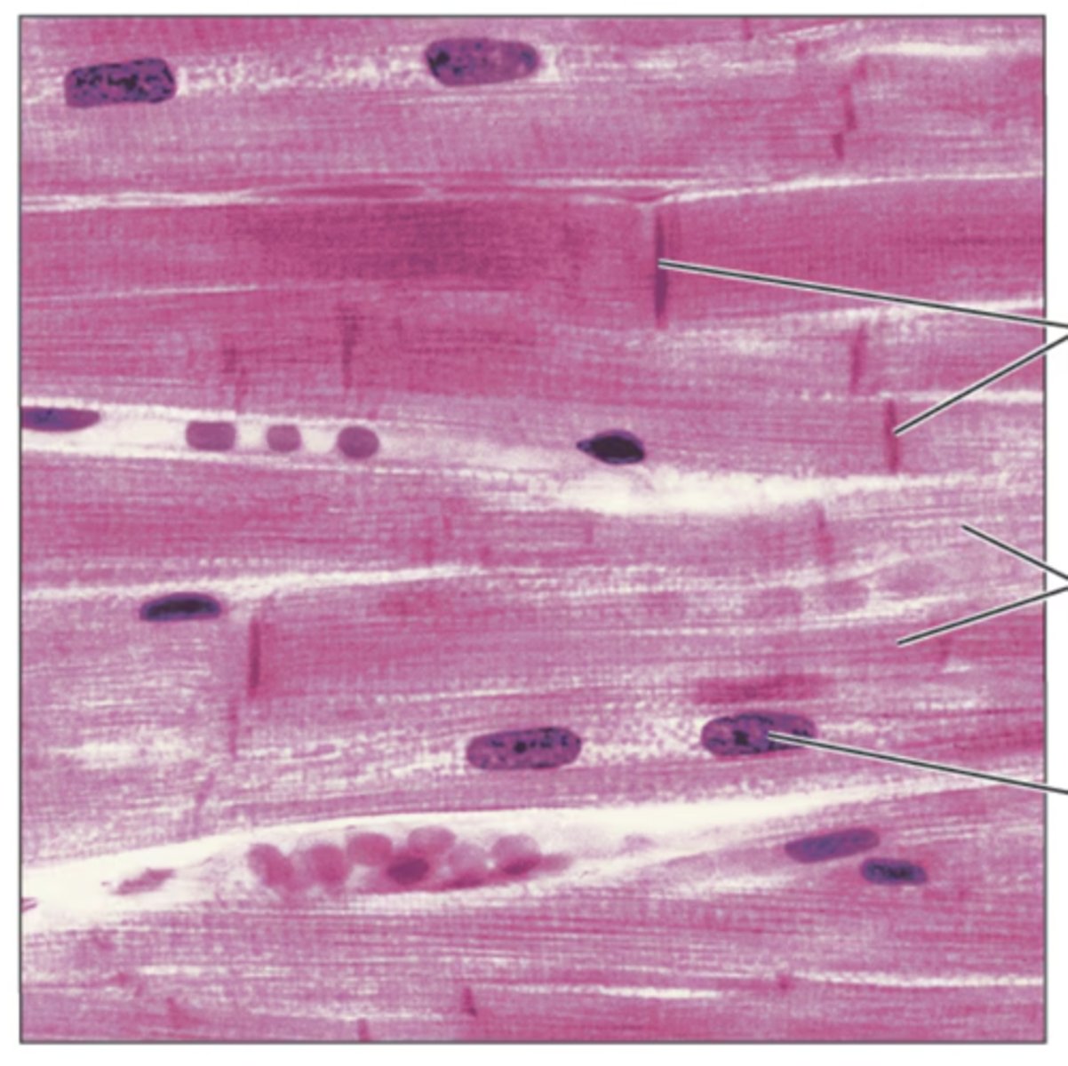<p>Identify the tissue.</p>