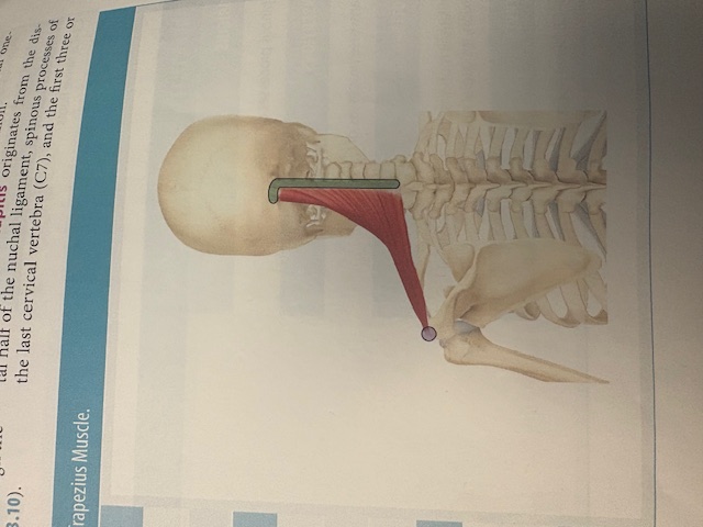 <p>Upper Trapezius </p>