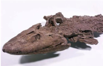 <p>a primitive vertebrate that is among the earliest known tetrapods, providing key evidence of the transition from aquatic to terrestrial life. </p>