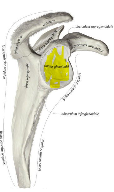 <p>sąnarinė duobė</p>