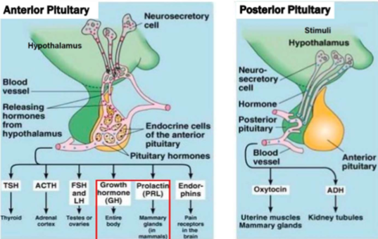 <p>Made by lactotrophs in anterior pituitary</p>