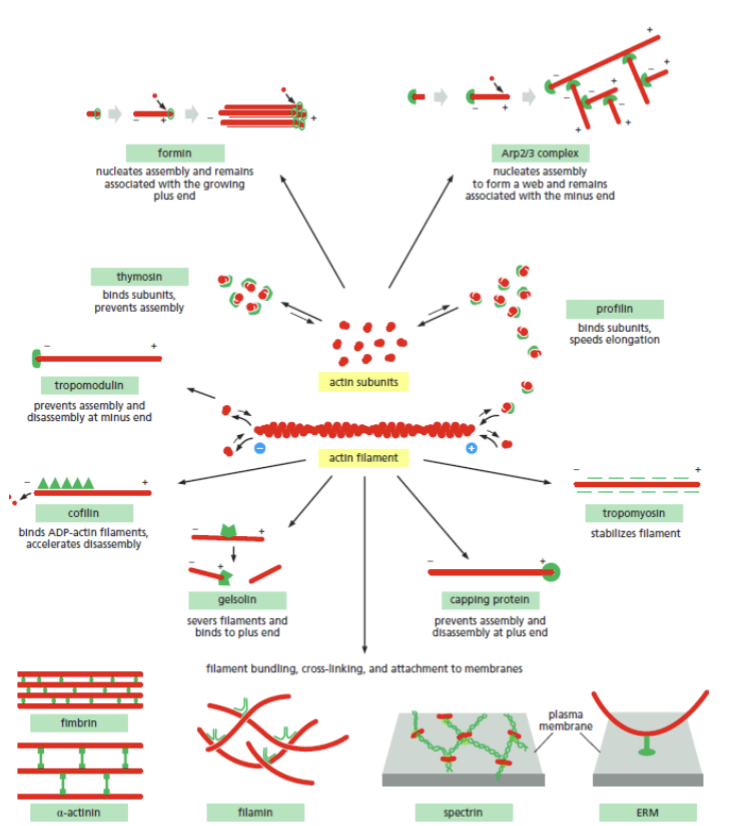 <p>the form and function of this in the cell is controlled by a diverse set of proteins that control how filaments form and associate with one another</p><p>each subunit has polarity, and there is a ATP binding site that binds ADP when in the filament</p>