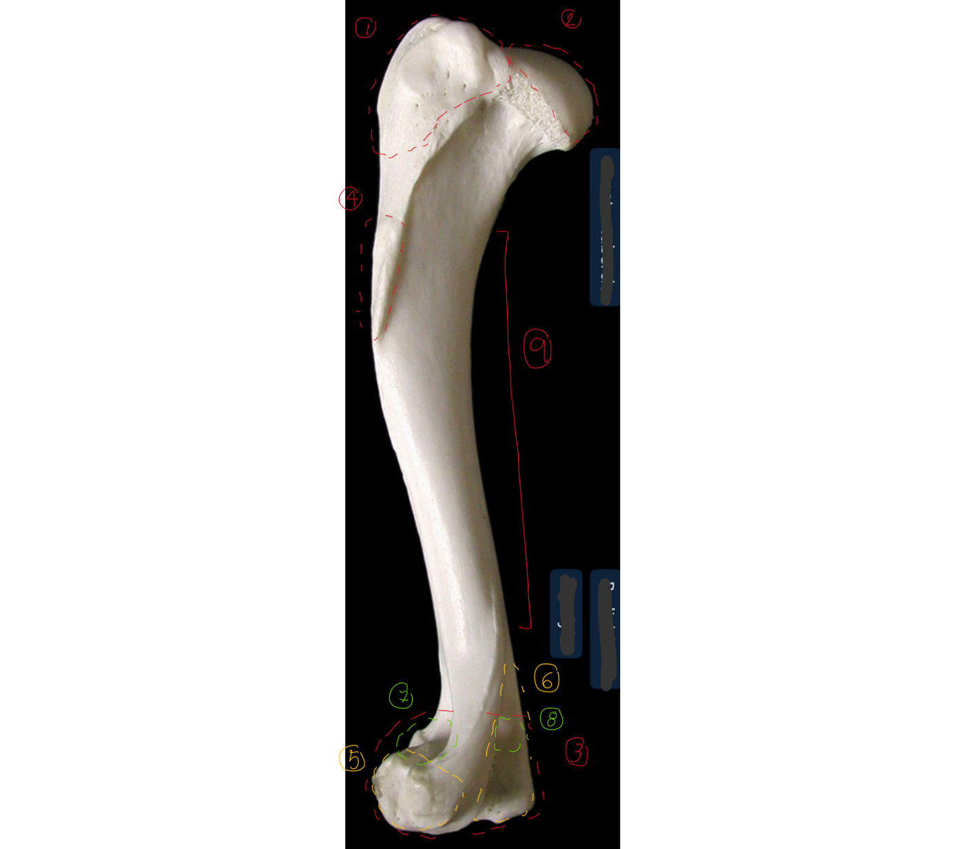 <p>label the lateral side of the left humerus (dorsal/proximal end on top, cranial to the left)</p><p></p><p>6 → SPELLING</p>
