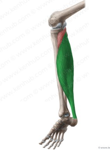 <p>origin: <span style="font-family: Calibri, sans-serif">superior tibia and fibula, interosseous membrane</span></p><p><span style="font-family: Calibri, sans-serif">insertion: posterior surface of calcaneus </span></p><p><span style="font-family: Calibri, sans-serif">function: raises the sole of the foot of the ground</span></p>