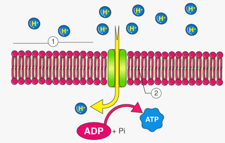 <p>H+ ions flow down their gradient(established due to ETC) back into the matrix through ATP synthase</p><p>drives the formation of ATP from ADP + Pi</p><p>the cristae increase the surface area for reactions to occur, which allows more ATP to be synthesized&nbsp;</p><p>produces about 26-28 ATP per glucose</p>