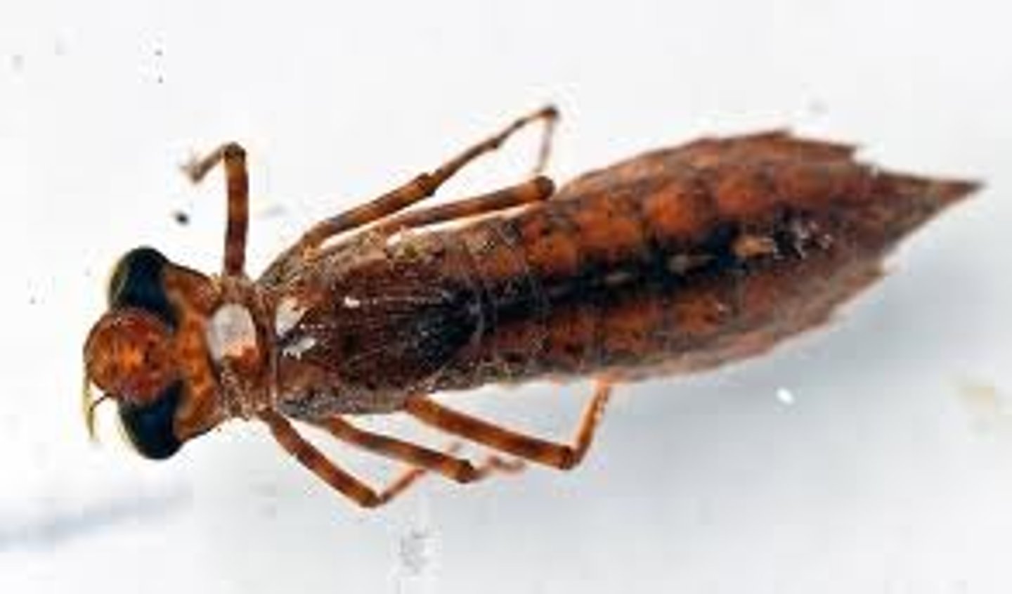 <p>Diagnostic Characters: One pair of antennae, Three pairs of legs, Three body segments, 0-2 pairs of wings.</p>