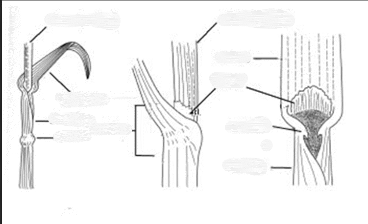 <p>What are all the parts of a grass?</p>