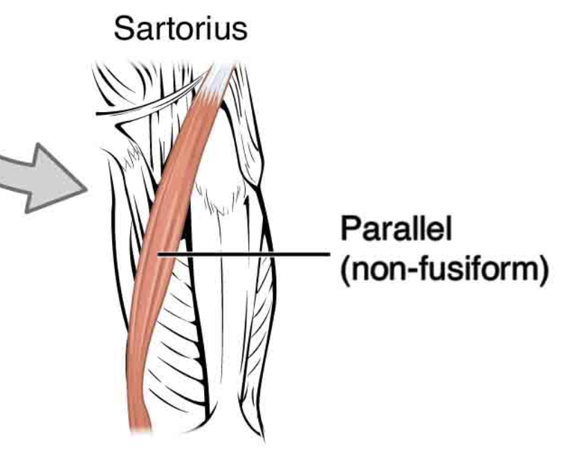 <p>Parallel</p>