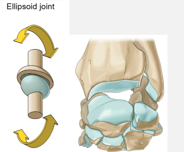 <p>Ex. Carpus, metacarpophalangeal, prox. Interphalangeal</p><p>Movement - primarily flexion and extension, with some medial to lateral movement</p>