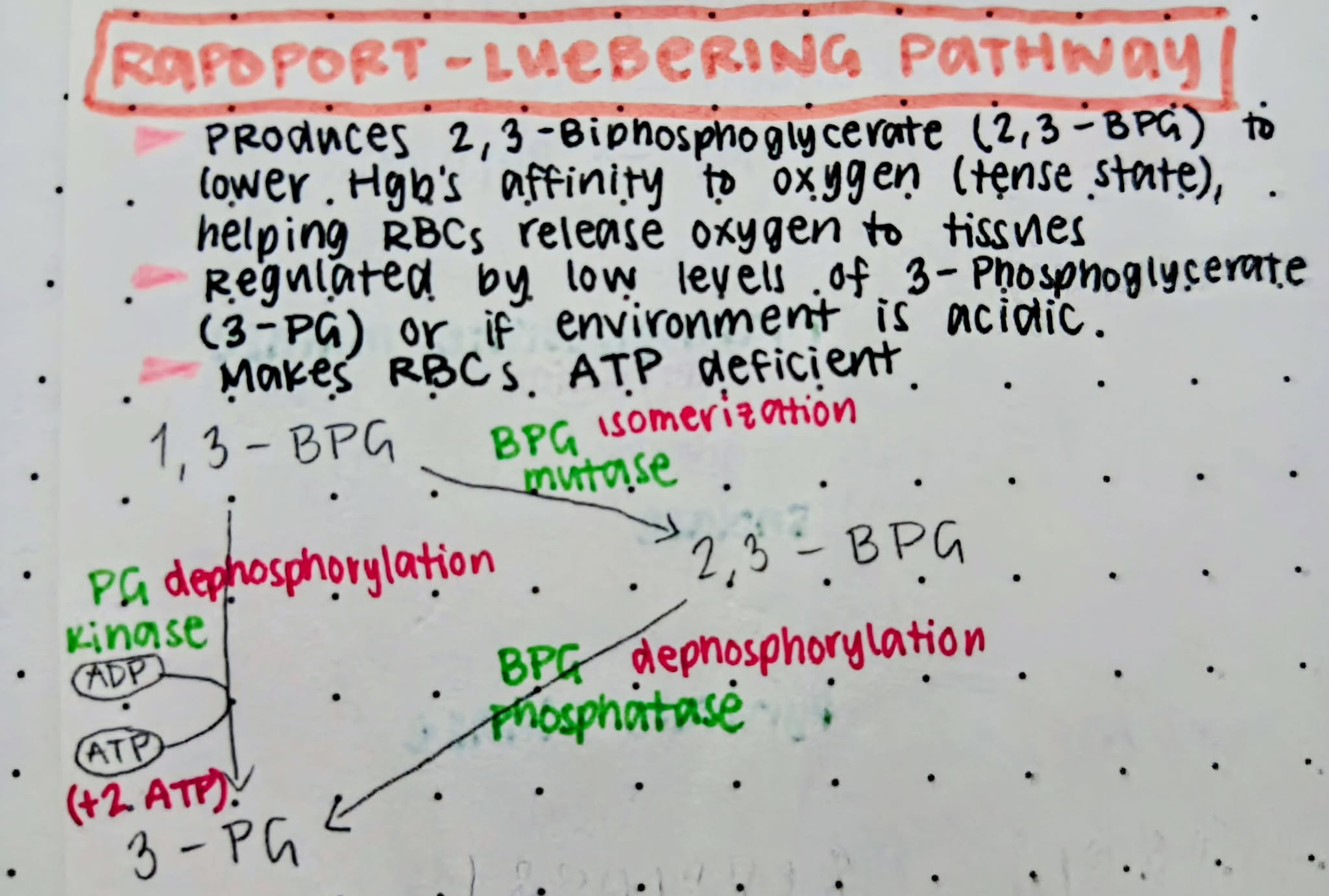 <p>Produces 2,3-biphosphoglycerate to lower Hgb’s affinity to oxygen (tense state), helping RBCs release oxygen more easily to tissues that need it (in case of hypoxia)</p>