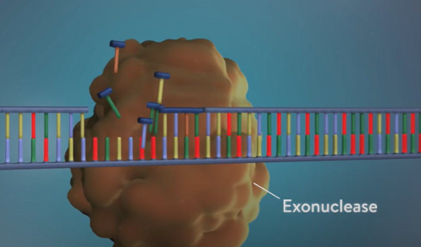<p>1. Exonuclease removes all the RNA primers from both strands (1 on leading, a ton on lagging)</p><p>2. Another DNA polymerase comes back and fills the gaps where the primers where</p>