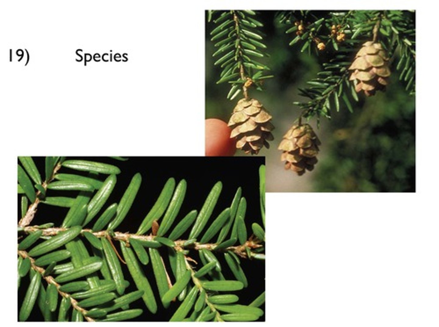 <p>Western Hemlock</p>
