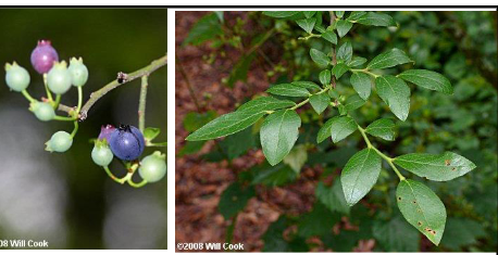 <p>Ericaceae </p><p>Vaccinium elliottii </p>