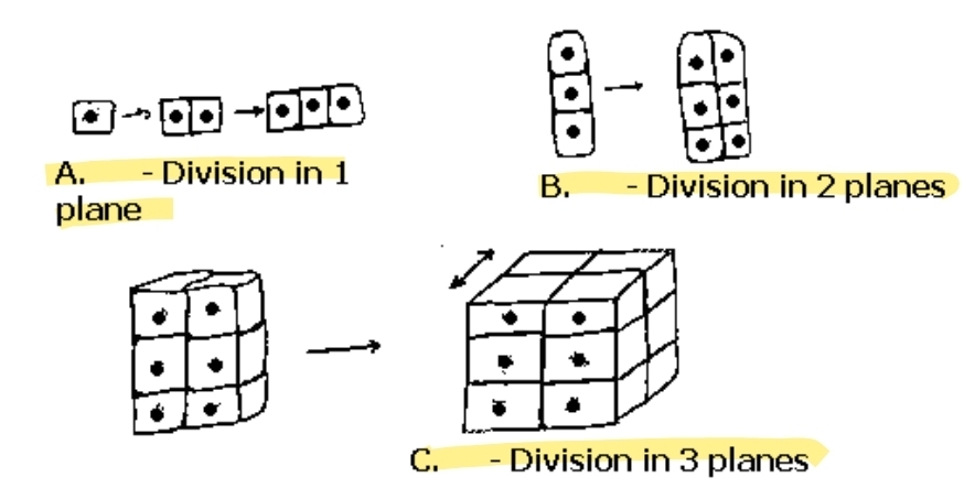 <p>Filamentous Chlorophyta</p>