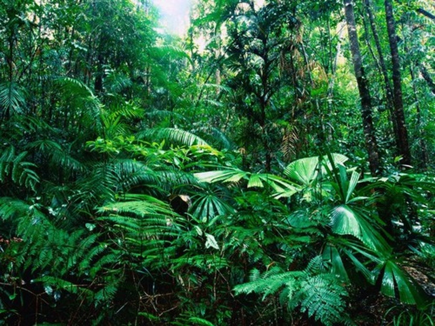 <p>vegetation</p>