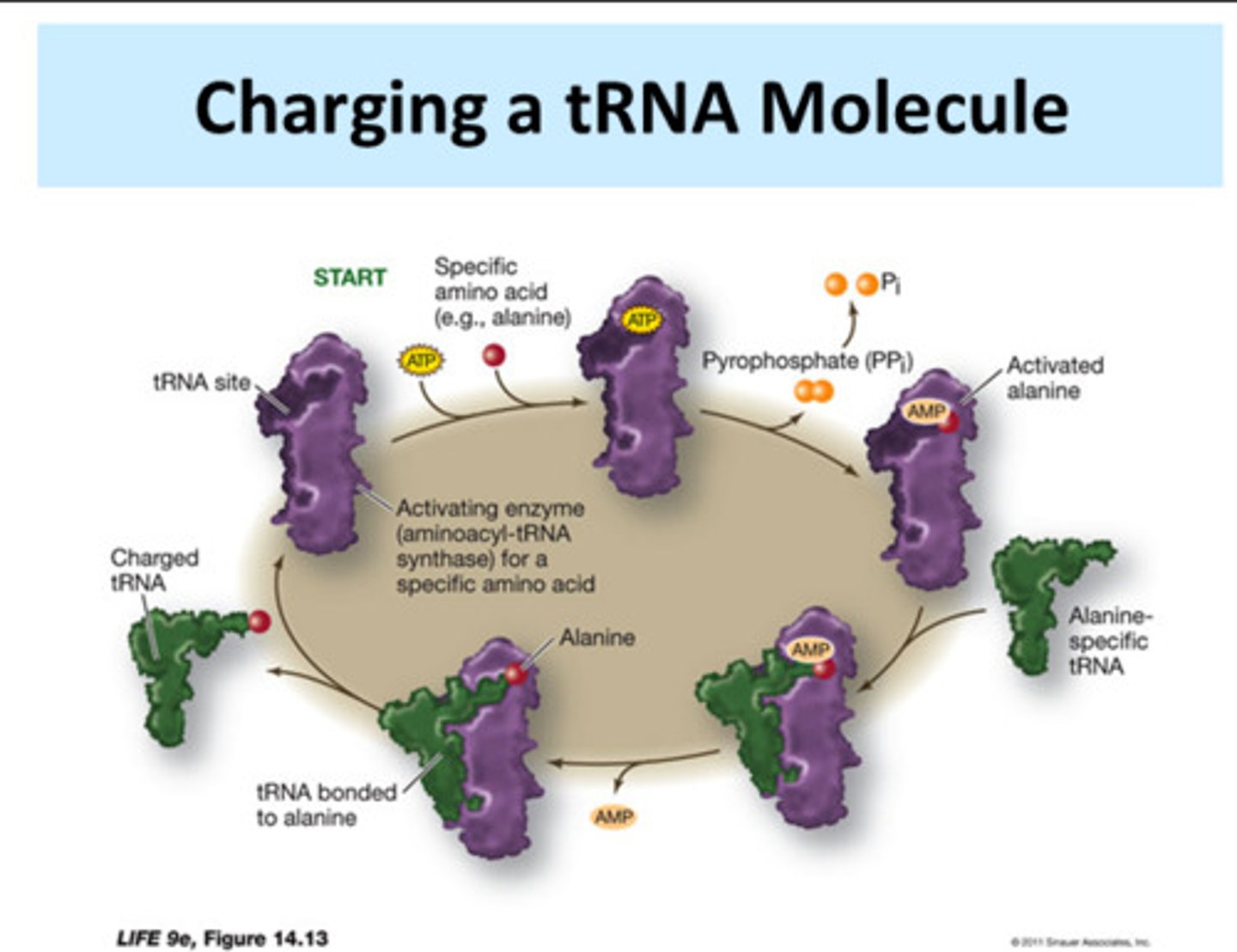 <p>tRNA bonded to an amino acid</p>
