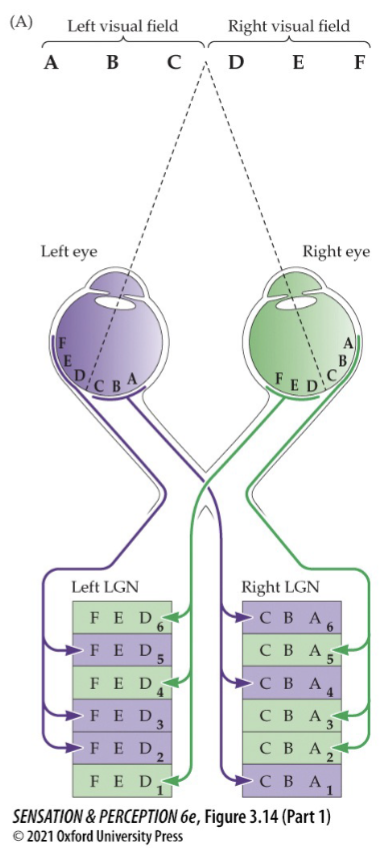 <p>each LGN keeps left and right eye inputs separate - left side of retina in each eye go to left LGN and right side of retina in each eye go to right LGN, but only right visual field goes to left LGN and only left visual field goes to right LGN</p><ul><li><p>gets input from both eyes, it is the actual visual field that is separated again</p></li></ul><p></p>