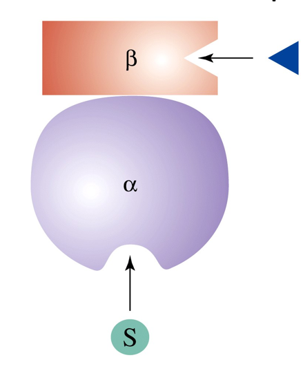<ul><li><p>effector molecule binds to site on regulatory subunit which sends a message to the catalytic subunit</p></li><li><p>substrate binds more or less depending on whether the effector is positive or negative</p></li></ul><p></p>