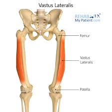 <p>Vastus lateralis origin</p>