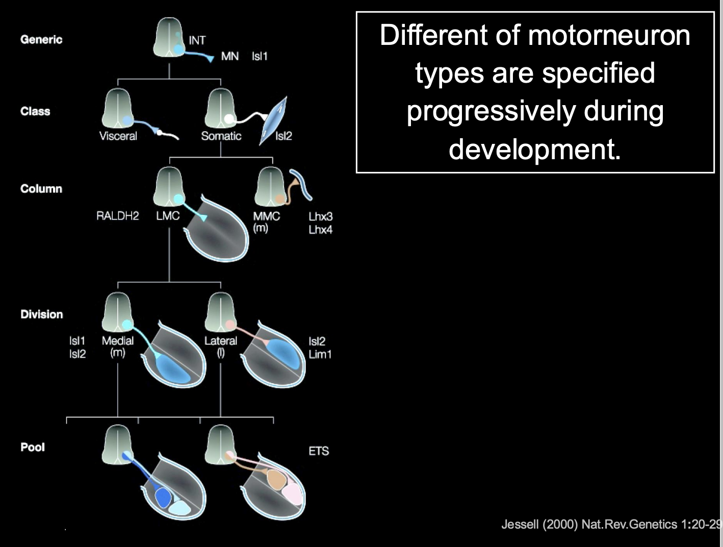 <p>Each dscision is binary</p><ol><li><p>Start off generic</p></li><li><p>choose visceral or somatic</p></li><li><p>somatic→ LMC (limb) or MMC </p></li><li><p>LMC→ medial or lateral</p></li><li><p>contiues</p></li></ol><p></p>
