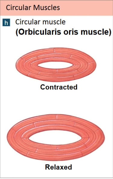 <p>Circular Muscles (Sphincters) </p>