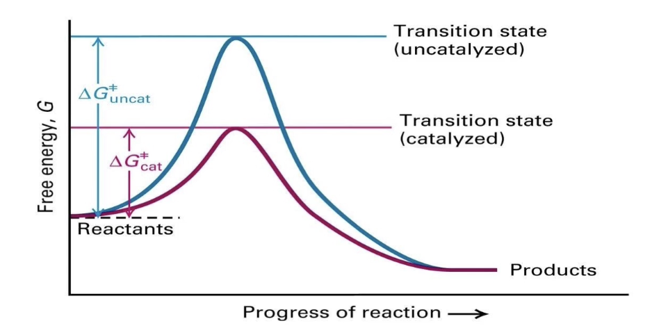 <ul><li><p class="">Enzymes <strong>do not change</strong> the overall ΔG (free energy change).</p></li><li><p class="">They <strong>lower the activation energy (Ea)</strong> by stabilizing the transition state.</p></li><li><p class="">This <strong>increases the reaction rate</strong> without altering products or reactants.</p></li></ul><p></p>