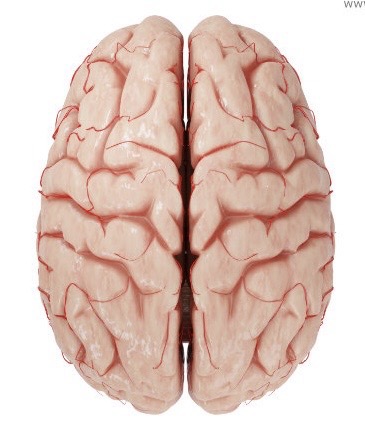 <p>longitudinal fissure</p>