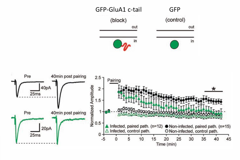 <ul><li><p>Expressie van GluA1 cytoplasmic-tail blokkeert LTP</p></li><li><p>GFP-GluA1 c-tail (block) GFP (controle)</p></li></ul><p></p><ul><li><p>wat zie je : die block gaat wel op plekken in synaps zitten, blokkeert dus dat daar extra GluA1 bij komen, waardoor LTP niet tot expressie komt » </p></li><li><p>in begin wel, daarna neemt sign af </p></li></ul><p></p>
