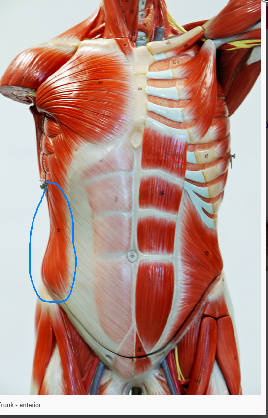 <p>What is the Muscle Circle</p>