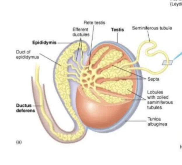 <p>Q: What is the <strong>tough, fibrous outer sheath</strong> protecting the <strong>testes</strong>?</p>
