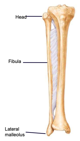 <p>the thin, lateral, non-weight-bearing bone of the lower leg</p>