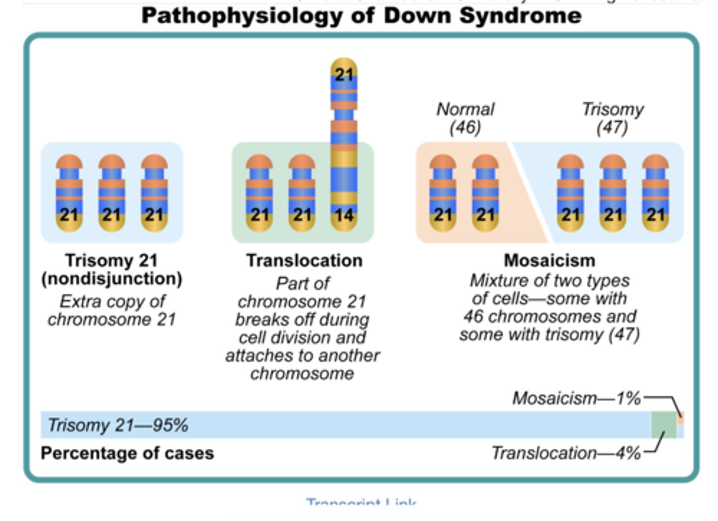 <p>long arm of chromosome 21 is attached to another chromsome (usually 14)</p>