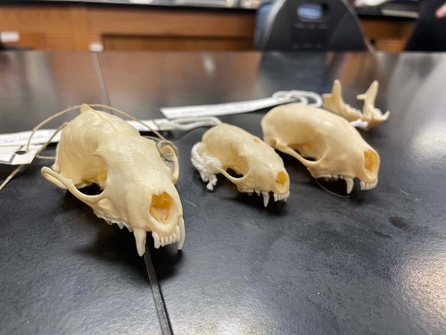 <p>Skull differences</p>