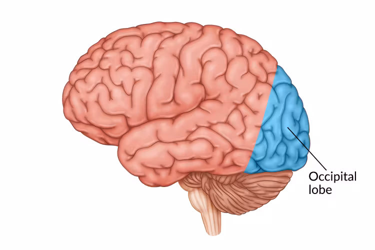 <p>occipital lobe</p>