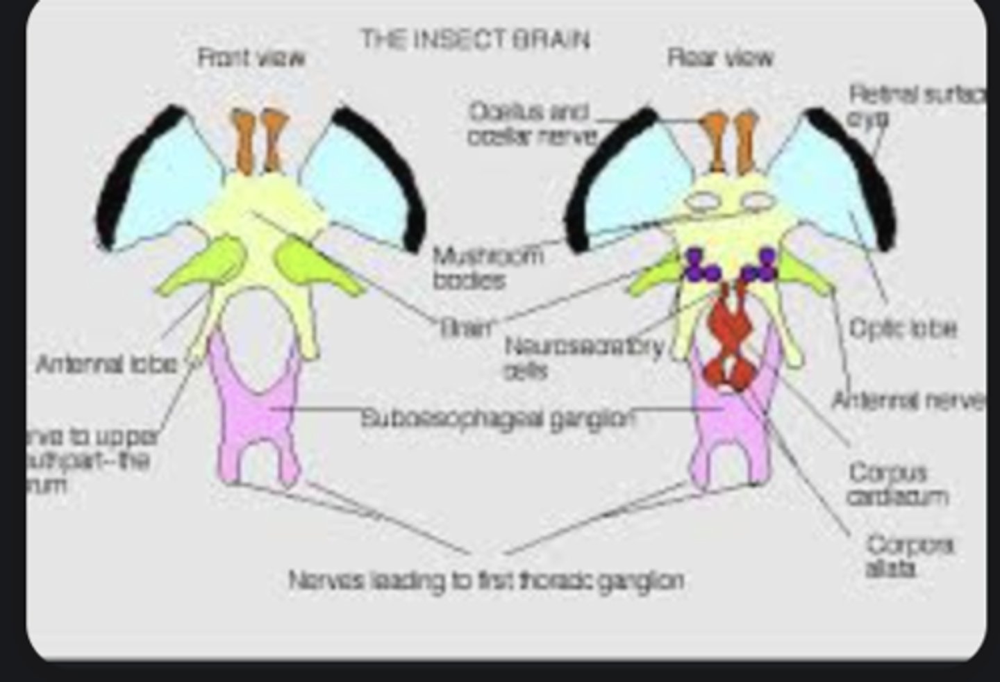 <p>Central processing center consisting of protocerebrum (vision), deutocerebrum (antennae), tritocerebrum (mouthparts).</p>