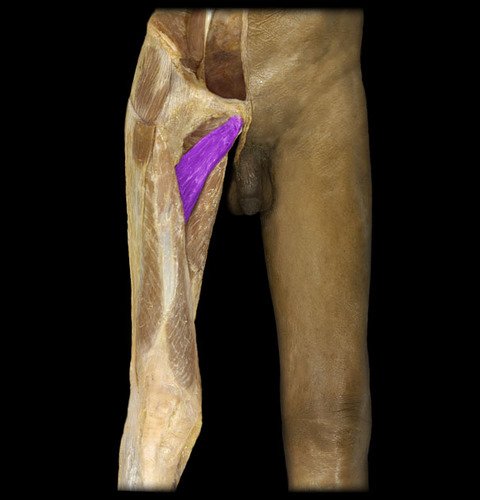 <p>origin: pubis insertion: femur action: adduct thigh</p>
