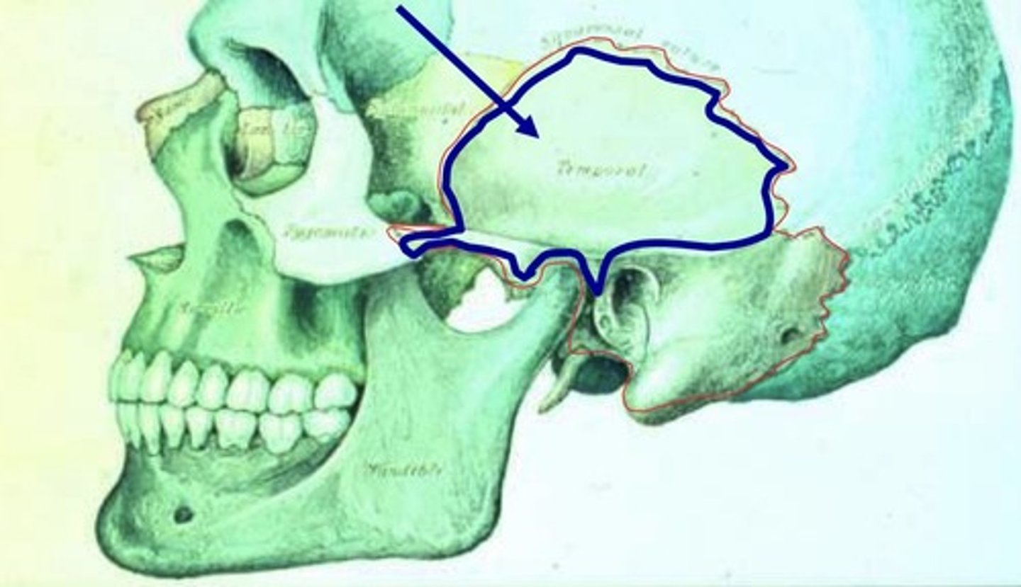 <p>-located on the lateral surface of the skull</p><p>-thin plate of hard bone</p><p>-exterior surface roughened for muscle attachments</p>