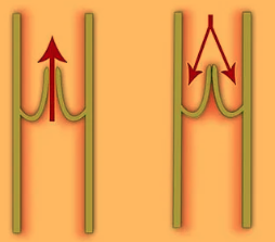 <p>which blood vessels contain valves to prevent the back-flow of blood?</p>